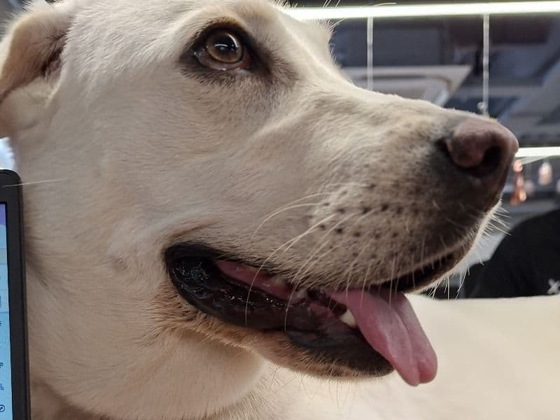 Australian Labrodoodle 1 year 6 months old female large named Whisky for breeding in Bangalore Division, Karnataka | Petmeetly