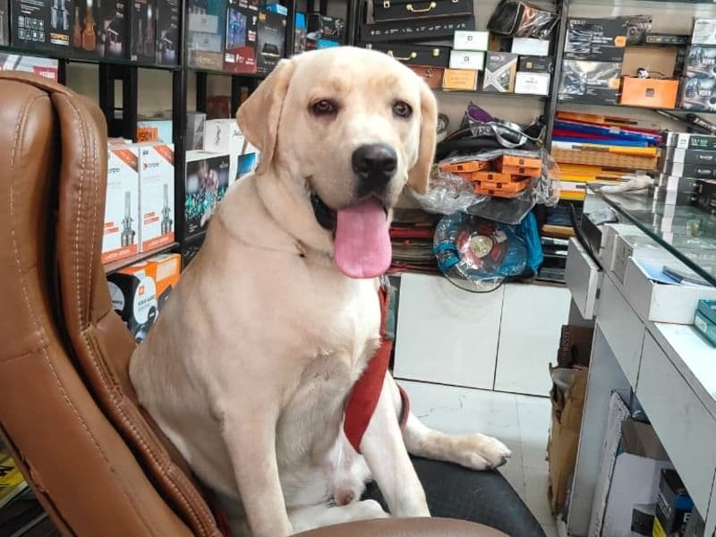 Labrador Retriever 1 year 3 months old male medium named Bittu for breeding in Pune Division, Maharashtra | Petmeetly