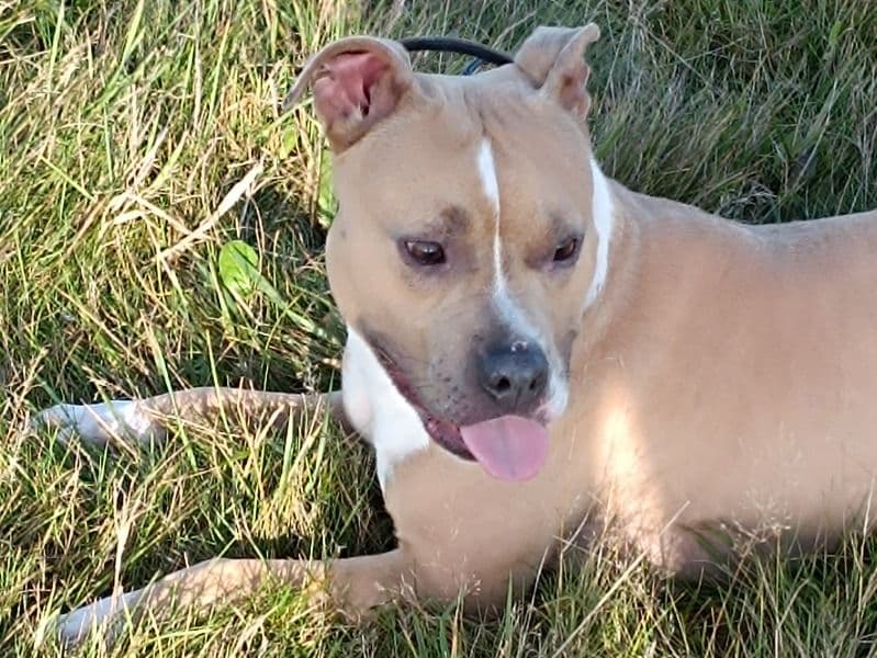 American Staffordshire Terrier 4 years old female medium named Bella for breeding in West Yorkshire, England | Petmeetly