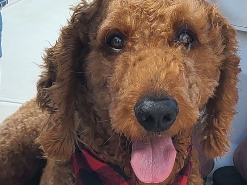 Goldendoodle 4 years 4 months old male large named Red for breeding in Brevard County, Florida | Petmeetly