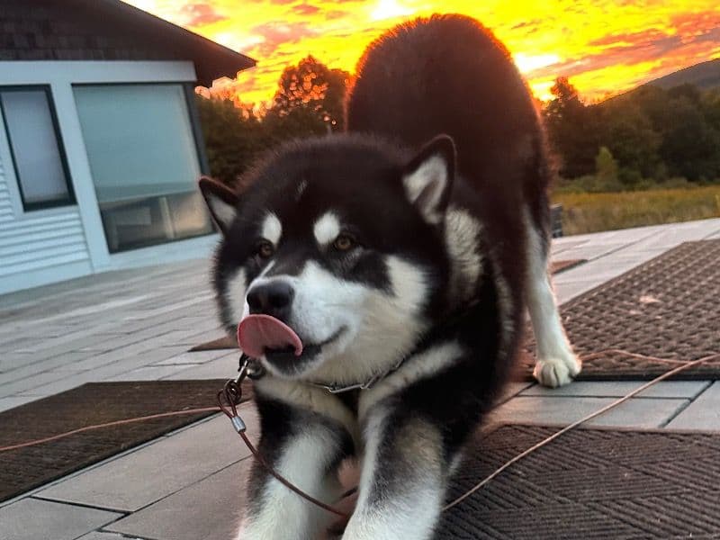 Alaskan Malamute 4 years 5 months old male large named Leon for breeding in Lackawanna County, Pennsylvania | Petmeetly