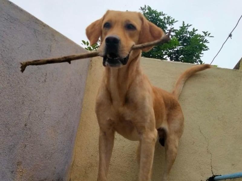 Lab Pointer 7 years 4 months old male medium named Bobby for breeding in Chennai, Tamil Nadu | Petmeetly