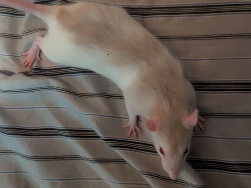 Common Rat 2 months old male named Baby Rats for sale in Kern County, California | Petmeetly
