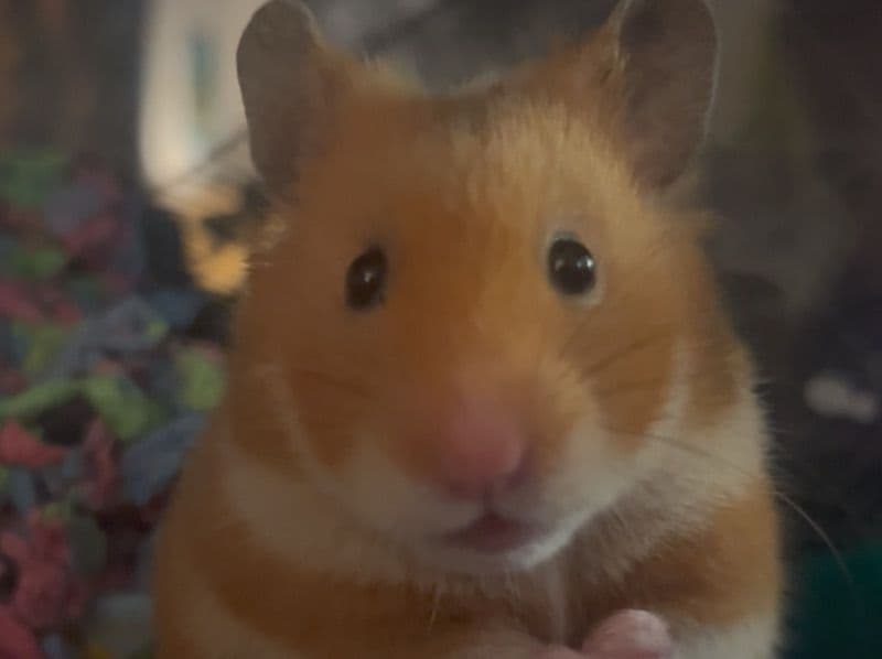 Syrian Hamster 1 year 2 months old female named Clover for adoption in San Diego County, California | Petmeetly
