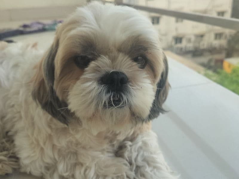 Shih Tzu 3 years 1 month old female medium named Lily for breeding in Bangalore Division, Karnataka | Petmeetly