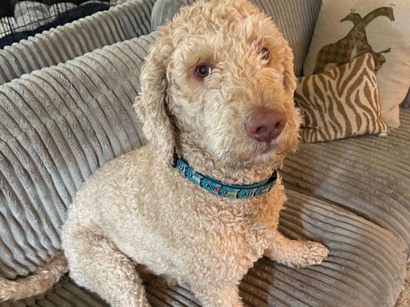 Goldendoodle 4 years old male large named Dash for breeding in DeSoto County, Mississippi | Petmeetly