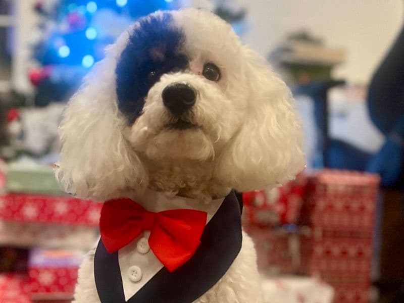 Bernedoodle 3 years 9 months old male medium named Morgan for breeding in Condado de Suffolk, Massachusetts | Petmeetly