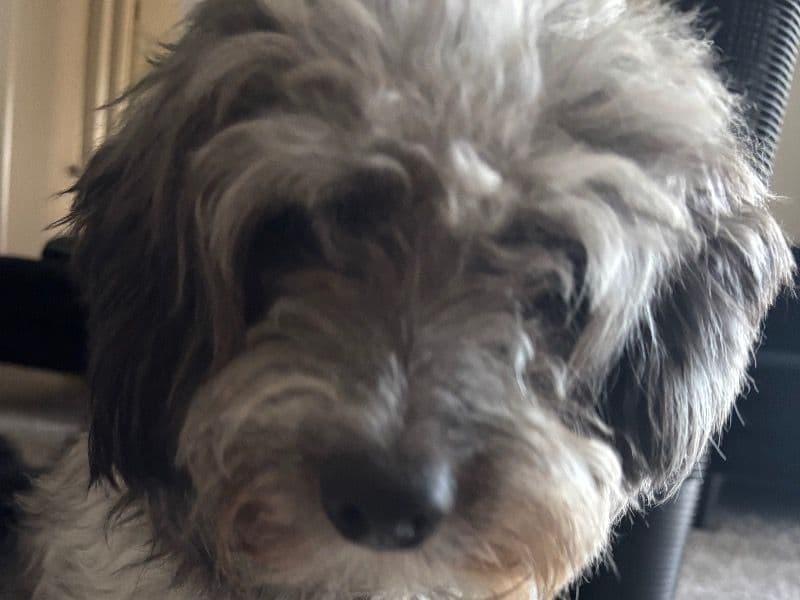 Pomapoo 3 years old male small named Banks for breeding in Baltimore County, Maryland | Petmeetly