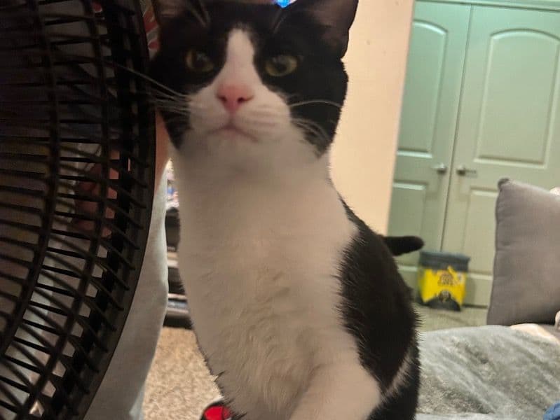 Tuxedo Cat 1 year old male named Oreo for adoption in Oklahoma County, Oklahoma | Petmeetly