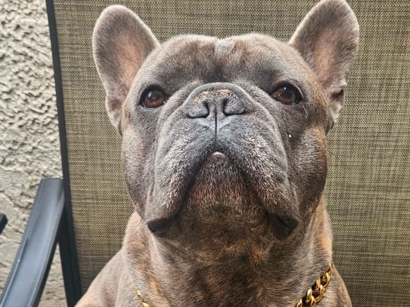 French Bulldog 3 years 11 months old male large named Kobe for breeding in Orange County, California | Petmeetly