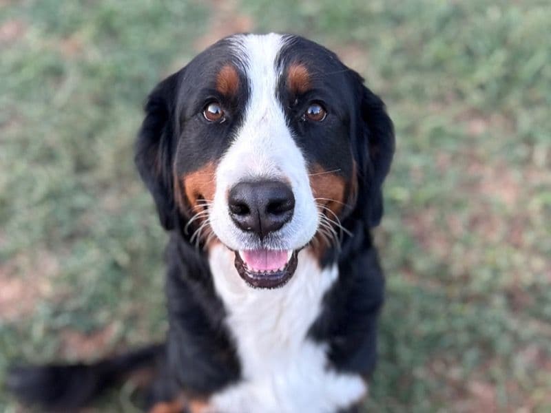 Bernese Mountain Dog 3 years 10 months old female large named Addi for breeding in Rutherford County, Tennessee | Petmeetly