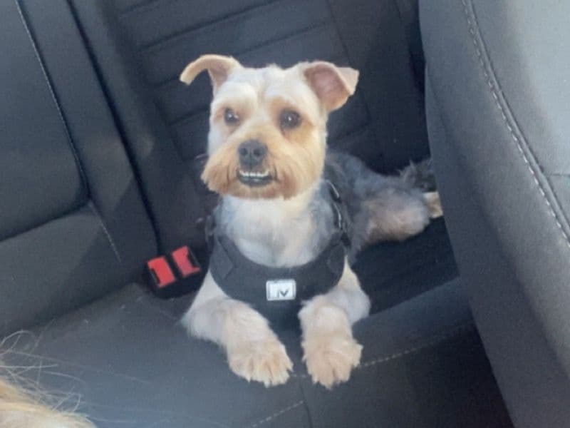 Miniature Schnauzer 3 years 2 months old male small named Niko for breeding in New Hanover County, North Carolina | Petmeetly