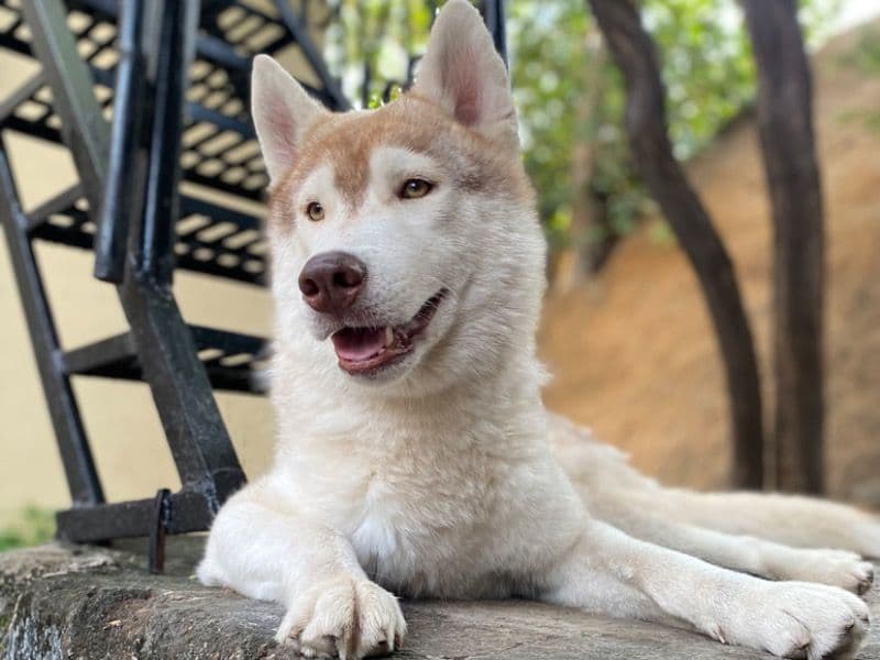 Kiba primary photo