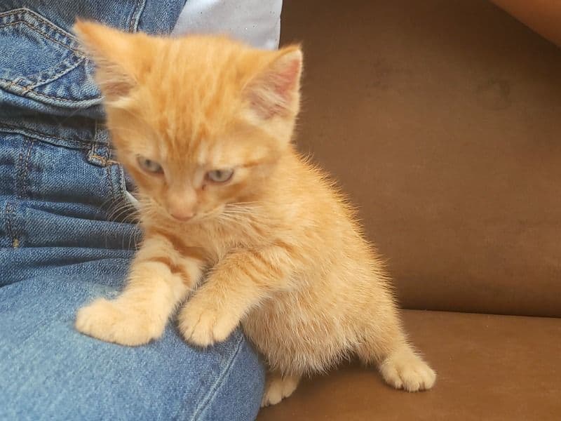 Orange - American Shorthair | Petmeetly