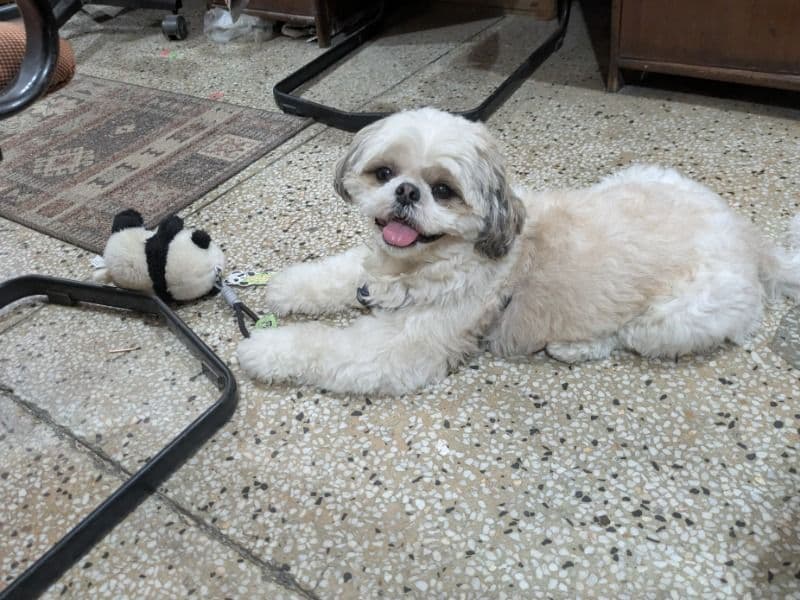 Benny primary photo