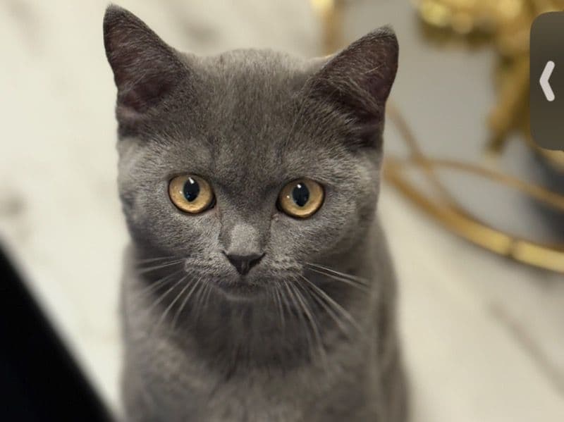 Suki primary photo