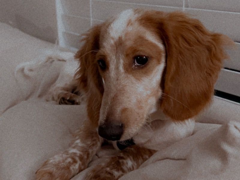 Charlie primary photo