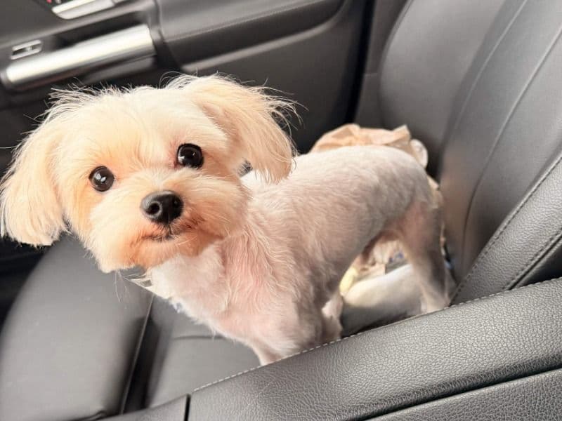 Teacup Yorkshire Terrier 2 years 4 months old male small named Ghost... for breeding in Montgomery County, Alabama | Petmeetly