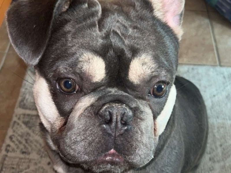 Yoda primary photo