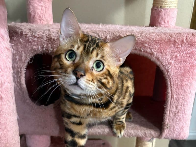 Bengal 1 year 6 months old male named Cupi for breeding in Condado de San Diego, California | Petmeetly