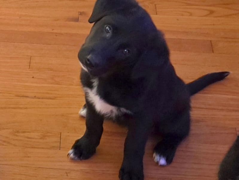 Golden Retriever 2 months old female medium named Pink Lady for sale in Johnson County, Kansas | Petmeetly