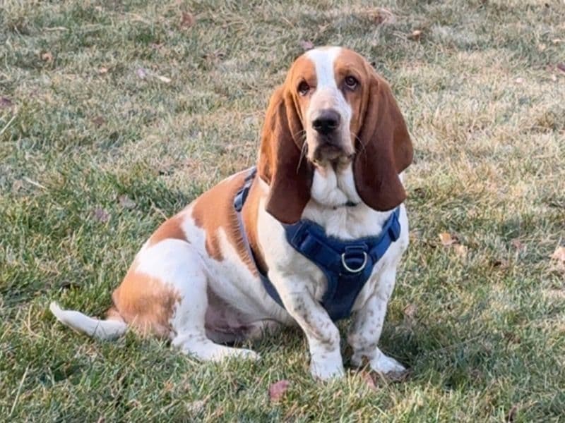 Basset Hound 1 year 5 months old male medium named Tucker for breeding in Weld County, Colorado | Petmeetly