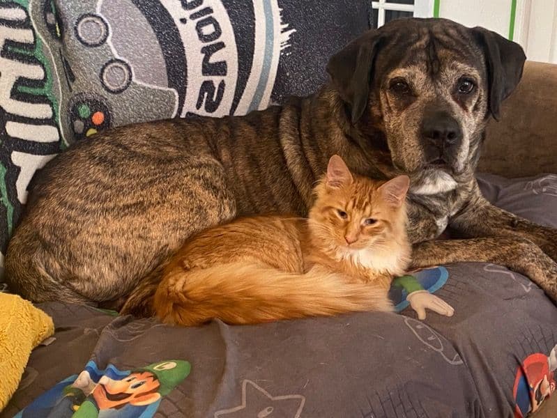 Treeing Tennessee Brindle 6 years 10 months old male medium named Kastor for breeding in Marion County, Florida | Petmeetly