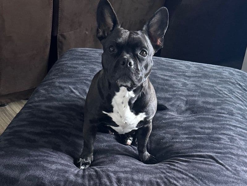 American Pocket Bully 5 years 6 months old female medium named Remington for breeding in Edmonton, Alberta | Petmeetly