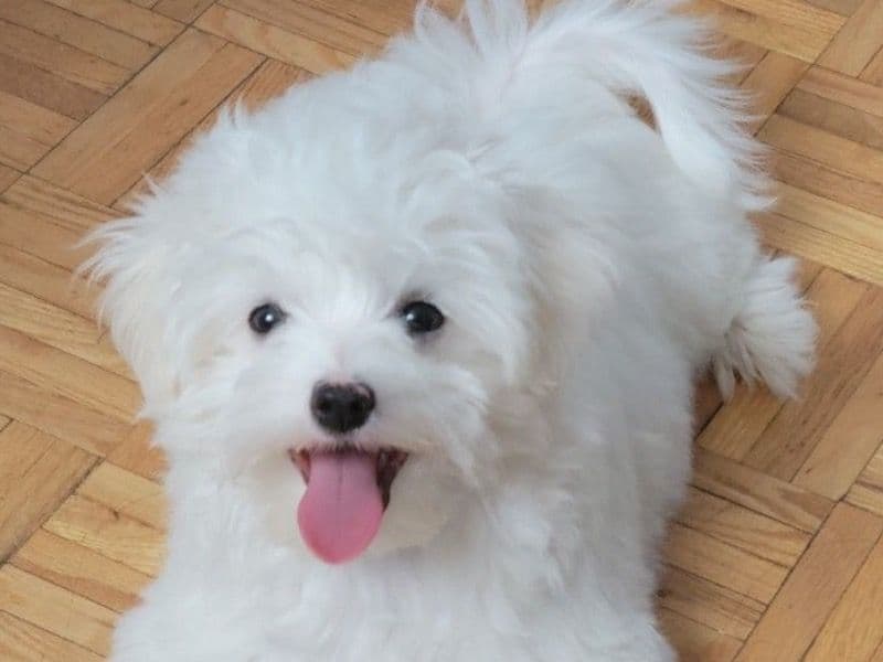 Luna - Maltese | Petmeetly