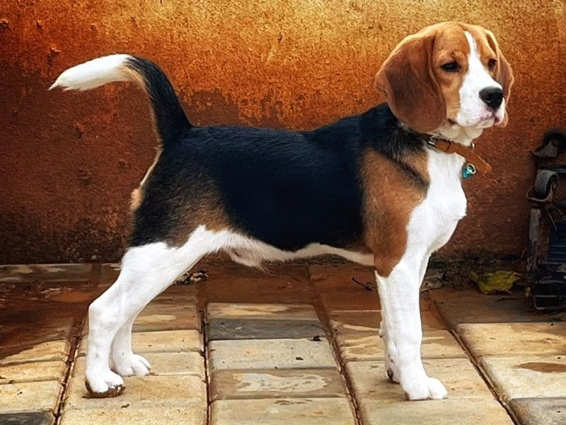 Beagle 2 years 5 months old male medium named Mr Johnny for breeding in Bangalore Division, Karnataka | Petmeetly