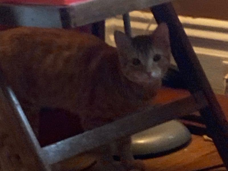 Oj - Tabby | Petmeetly