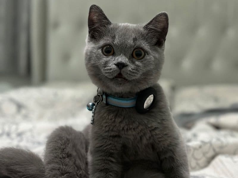 Mochi primary photo