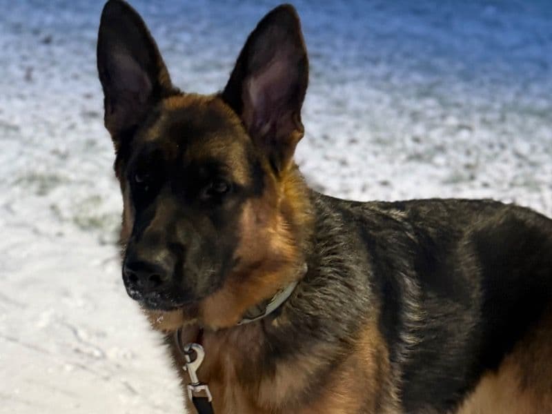 German Shepherd 8 months old female large named Amber for breeding in Cambridgeshire, England | Petmeetly