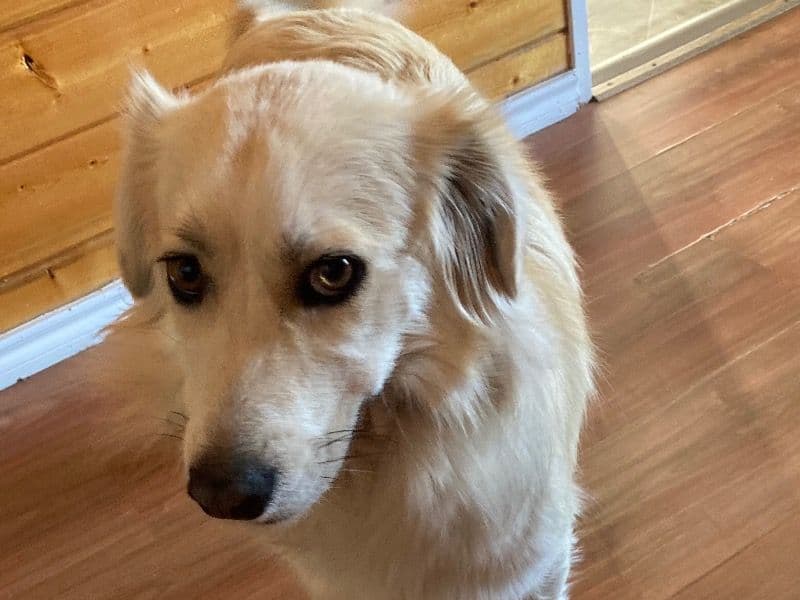 Corgi 1 year 4 months old female medium named Gracie for adoption in Jeff Davis County, Texas | Petmeetly