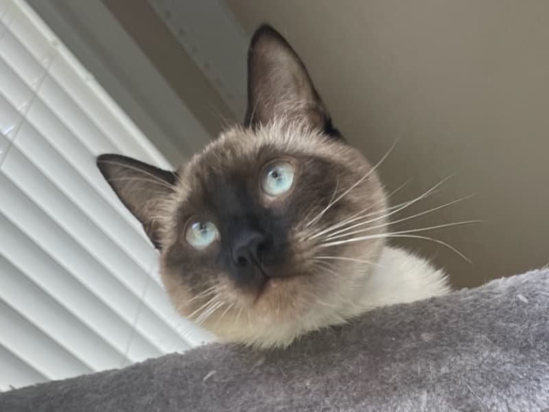 Luna primary photo