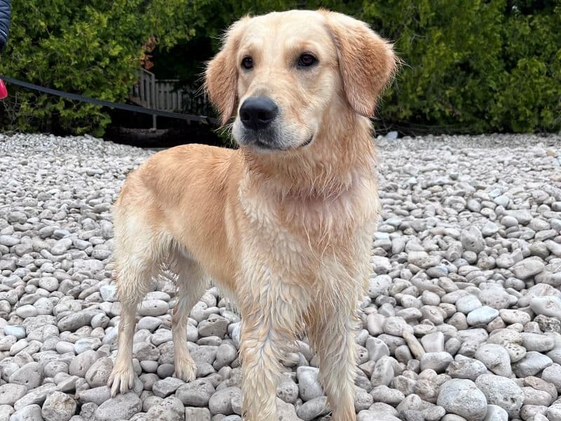Simba primary photo