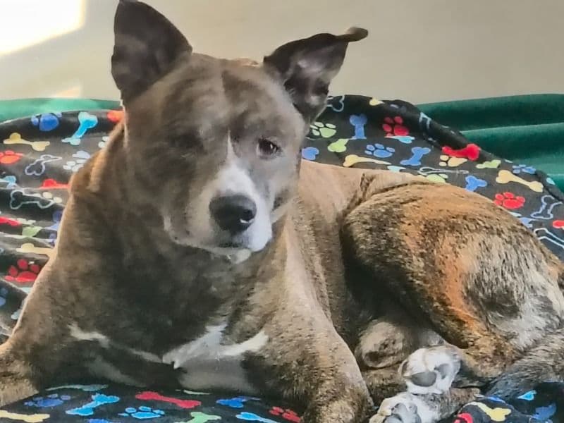 Pitsky 6 years 8 months old male large named Huxley for breeding in Kanawha County, West Virginia | Petmeetly