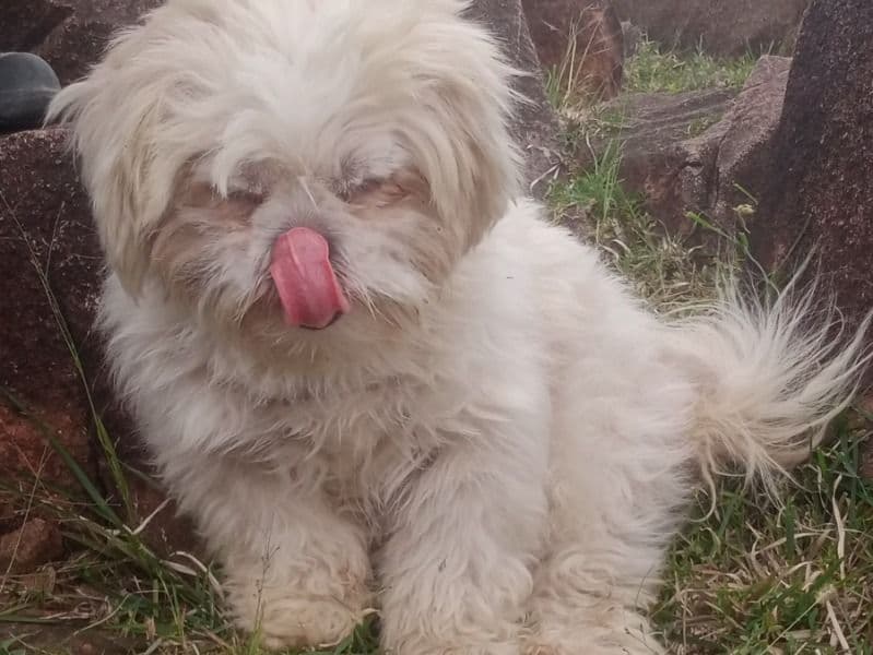 Miniature Shih Tzu 4 years 4 months old female medium named Kaavi for breeding in Kalaburagi Division, Karnataka | Petmeetly