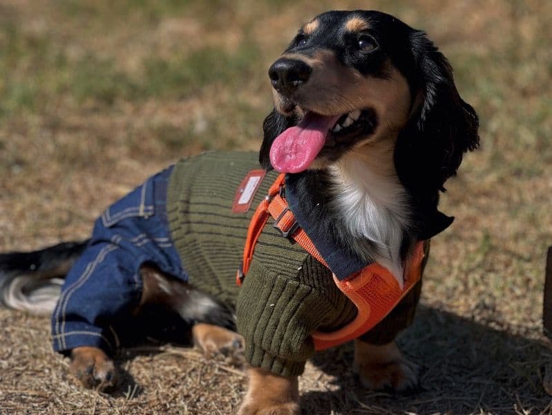 Toby primary photo
