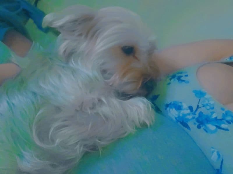 Puppy primary photo