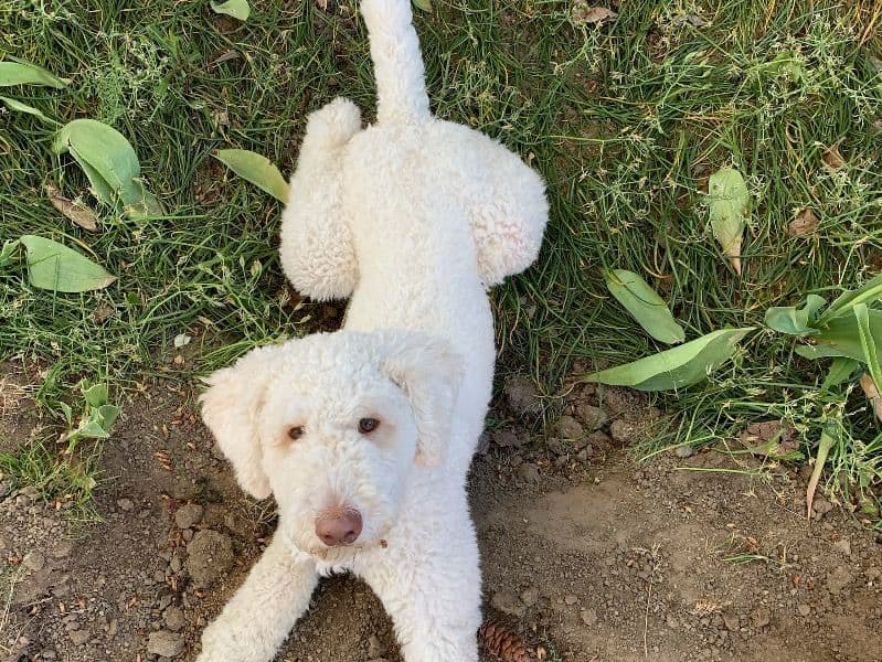 Standard Poodle 4 years 6 months old male medium named Benji for breeding in Clark County, Washington | Petmeetly
