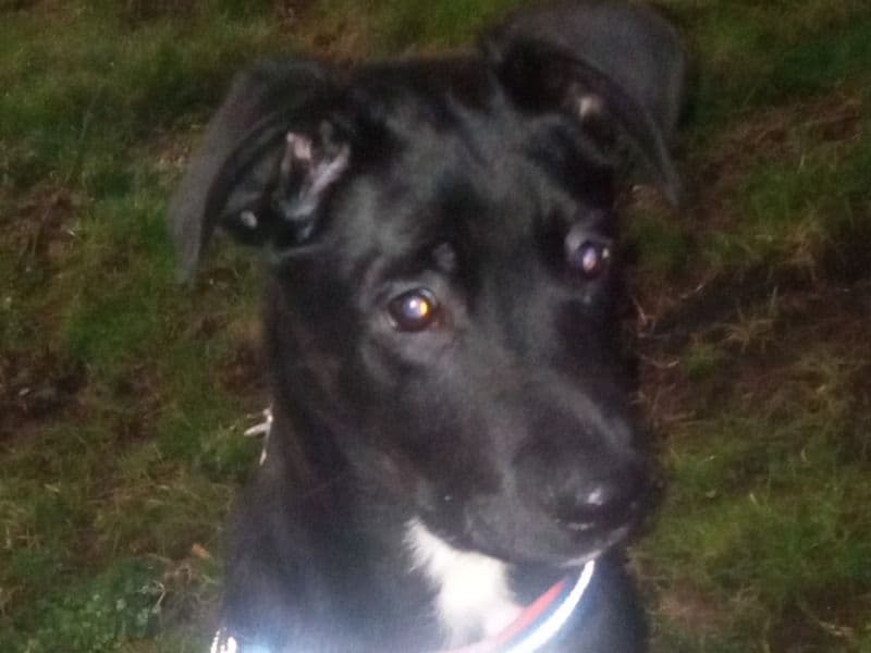 Belgian Malinois 3 months old male medium named Rowdy for sale in King County, Washington | Petmeetly