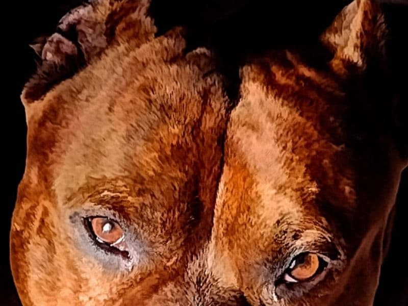 Staffordshire Bull Terrier 6 years 4 months old male large named Bear for breeding in Chesapeake, Virginia | Petmeetly