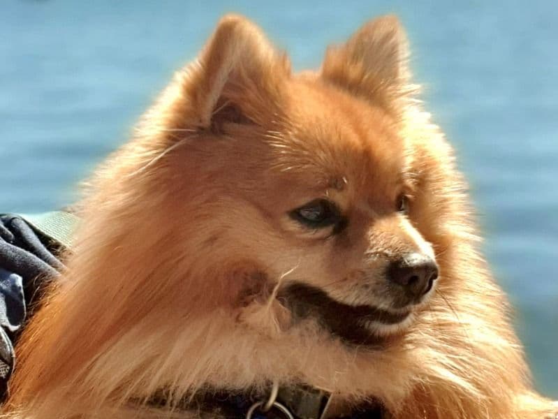 Milo primary photo