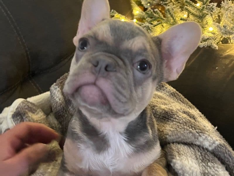 French Bulldog 3 months old female small named Mila for sale in Contra Costa County, California | Petmeetly