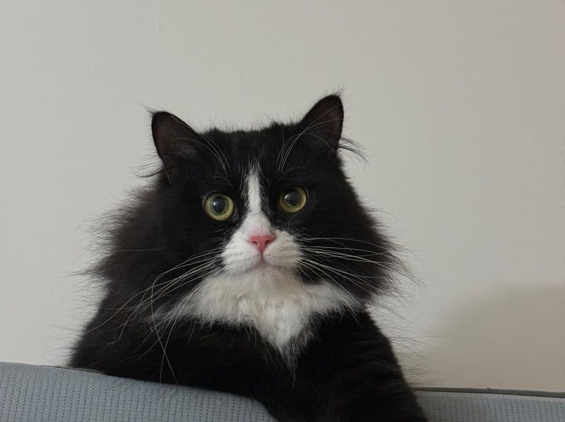 Siberian 1 year 8 months old female named Bella for breeding in Travis County, Texas | Petmeetly