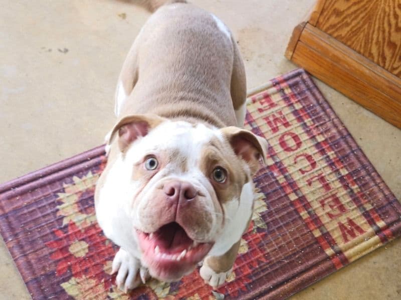 American Bulldog 6 months old male medium named Junior for sale in Bexar County, Texas | Petmeetly