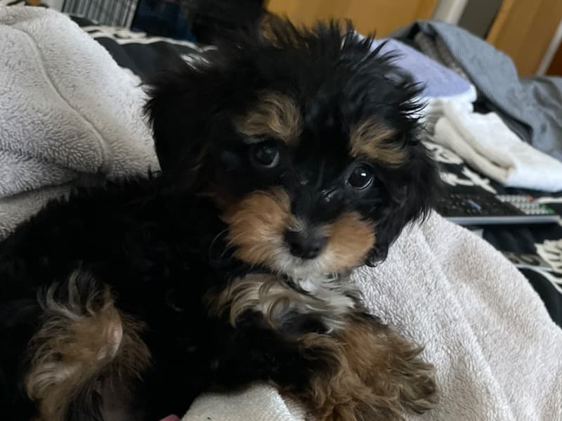 Toby primary photo