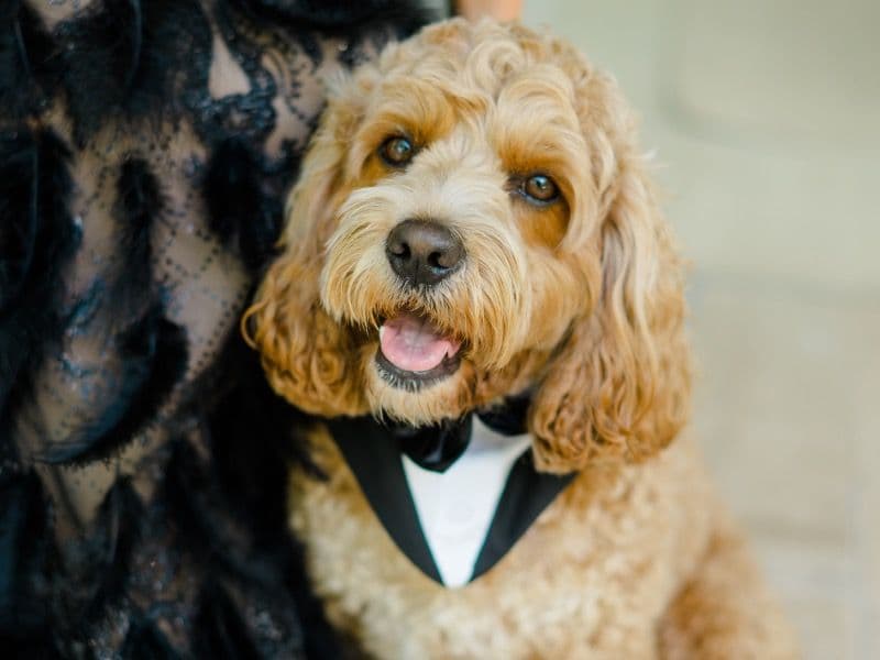 Cockapoo 4 years 3 months old male medium named Finn for breeding in Horry County, South Carolina | Petmeetly