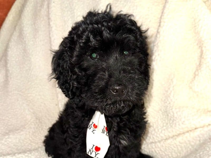 Labradoodle 1 month old male large named Lake for sale in Webster Parish, Louisiana | Petmeetly